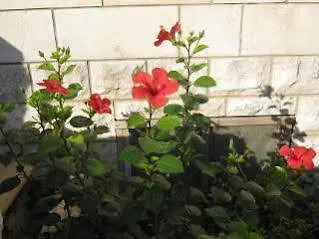 Afrodita アパート *